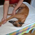 Chien sdetente 7