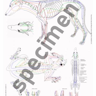 Pub planche specimen 1