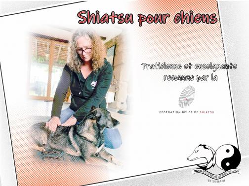 Shiatsu chiens